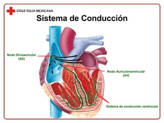 Sistema de Conducción Nodo Sinoauricular (SA) Nodo Aurículoventricular (AV) Sistema de conducción ventricular 