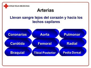 Coronarias Aorta Pulmonar Carótida Femoral Radial Braquial Tibial Posterior Pedia Dorsal Arterias Llevan sangre lejos del corazón y hacia los lechos capilares 
