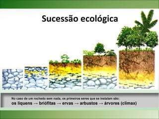 Sucessão ecológica
 