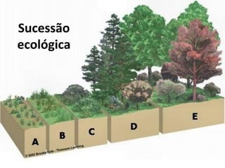 Sucessão
ecológica
 