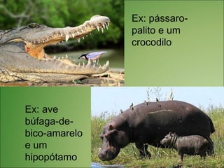 Ex: pássaro-
               palito e um
               crocodilo




Ex: ave
búfaga-de-
bico-amarelo
e um
hipopótamo
 