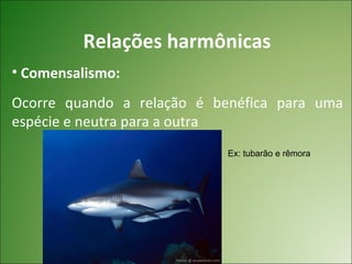 Relações harmônicas
• Comensalismo:
Ocorre quando a relação é benéfica para uma
espécie e neutra para a outra
                            Ex: tubarão e rêmora
 
