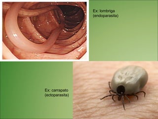 Ex: lombriga
                 (endoparasita)




Ex: carrapato
(ectoparasita)
 