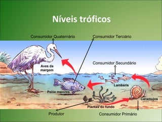 Níveis tróficos
Consumidor Quaternário   Consumidor Terciário




                         Consumidor Secundário




        Produtor            Consumidor Primário
 