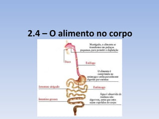 2.4 – O alimento no corpo
 