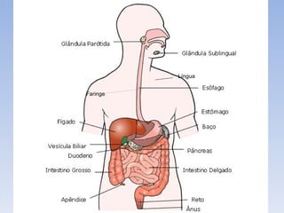 Língua


Faringe
 