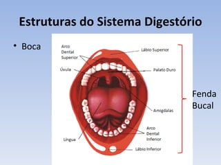 Estruturas do Sistema Digestório
• Boca



                               Fenda
                               Bucal
 