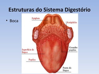 Estruturas do Sistema Digestório
• Boca
 