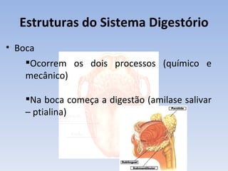Estruturas do Sistema Digestório
• Boca
    Ocorrem os dois processos (químico e
    mecânico)

   Na boca começa a digestão (amilase salivar
   – ptialina)
 