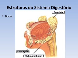 Estruturas do Sistema Digestório
• Boca
 