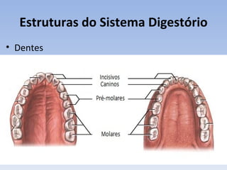 Estruturas do Sistema Digestório
• Dentes
 