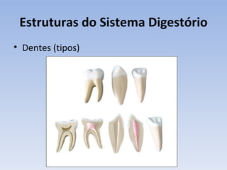 Estruturas do Sistema Digestório
• Dentes (tipos)
 