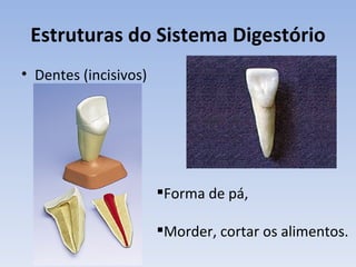 Estruturas do Sistema Digestório
• Dentes (incisivos)




                       Forma de pá,

                       Morder, cortar os alimentos.
 