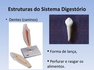 Estruturas do Sistema Digestório
• Dentes (caninos)




                      Forma de lança,

                      Perfurar e rasgar os
                     alimentos.
 