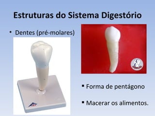 Estruturas do Sistema Digestório
• Dentes (pré-molares)




                          Forma de pentágono

                          Macerar os alimentos.
 