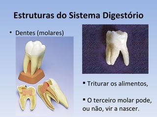Estruturas do Sistema Digestório
• Dentes (molares)




                      Triturar os alimentos,

                      O terceiro molar pode,
                     ou não, vir a nascer.
 