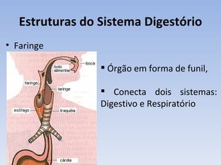 Estruturas do Sistema Digestório
• Faringe

                  Órgão em forma de funil,

                  Conecta dois sistemas:
                 Digestivo e Respiratório
 