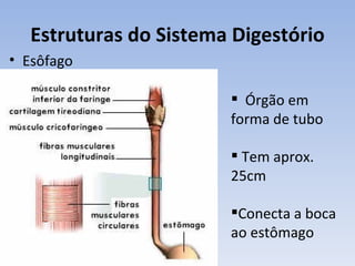 Estruturas do Sistema Digestório
• Esôfago

                         Órgão em
                        forma de tubo

                         Tem aprox.
                        25cm

                        Conecta a boca
                        ao estômago
 