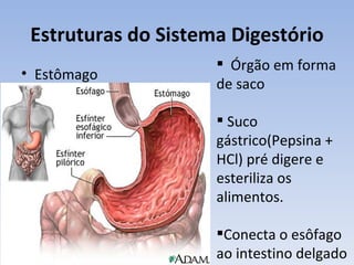Estruturas do Sistema Digestório
                      Órgão em forma
• Estômago
                     de saco

                      Suco
                     gástrico(Pepsina +
                     HCl) pré digere e
                     esteriliza os
                     alimentos.

                     Conecta o esôfago
                     ao intestino delgado
 