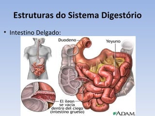 Estruturas do Sistema Digestório
• Intestino Delgado:
 