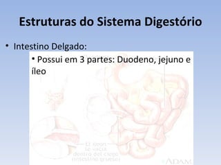 Estruturas do Sistema Digestório
• Intestino Delgado:
       • Possui em 3 partes: Duodeno, jejuno e
       íleo
 