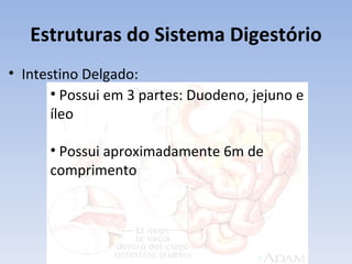 Estruturas do Sistema Digestório
• Intestino Delgado:
       • Possui em 3 partes: Duodeno, jejuno e
       íleo

      • Possui aproximadamente 6m de
      comprimento
 