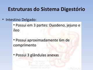 Estruturas do Sistema Digestório
• Intestino Delgado:
       • Possui em 3 partes: Duodeno, jejuno e
       íleo

      • Possui aproximadamente 6m de
      comprimento

      • Possui 3 glândulas anexas
 