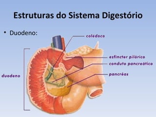 Estruturas do Sistema Digestório
• Duodeno:
 