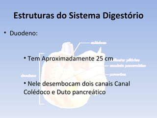Estruturas do Sistema Digestório
• Duodeno:


     • Tem Aproximadamente 25 cm


     • Nele desembocam dois canais Canal
     Colédoco e Duto pancreático
 