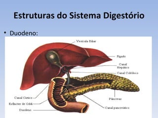 Estruturas do Sistema Digestório
• Duodeno:
 