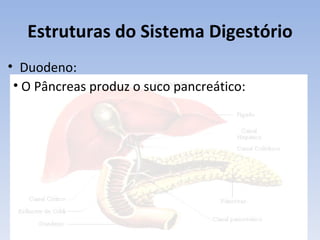 Estruturas do Sistema Digestório
• Duodeno:
 • O Pâncreas produz o suco pancreático:
 