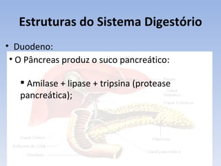 Estruturas do Sistema Digestório
• Duodeno:
 • O Pâncreas produz o suco pancreático:

    Amilase + lipase + tripsina (protease
   pancreática);
 