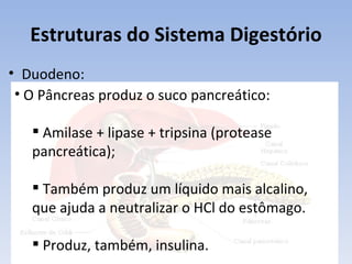 Estruturas do Sistema Digestório
• Duodeno:
 • O Pâncreas produz o suco pancreático:

    Amilase + lipase + tripsina (protease
   pancreática);

    Também produz um líquido mais alcalino,
   que ajuda a neutralizar o HCl do estômago.

    Produz, também, insulina.
 