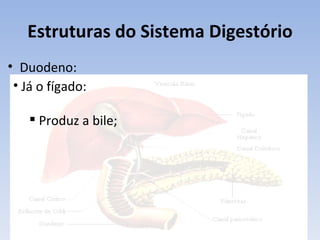 Estruturas do Sistema Digestório
• Duodeno:
 • Já o fígado:

     Produz a bile;
 