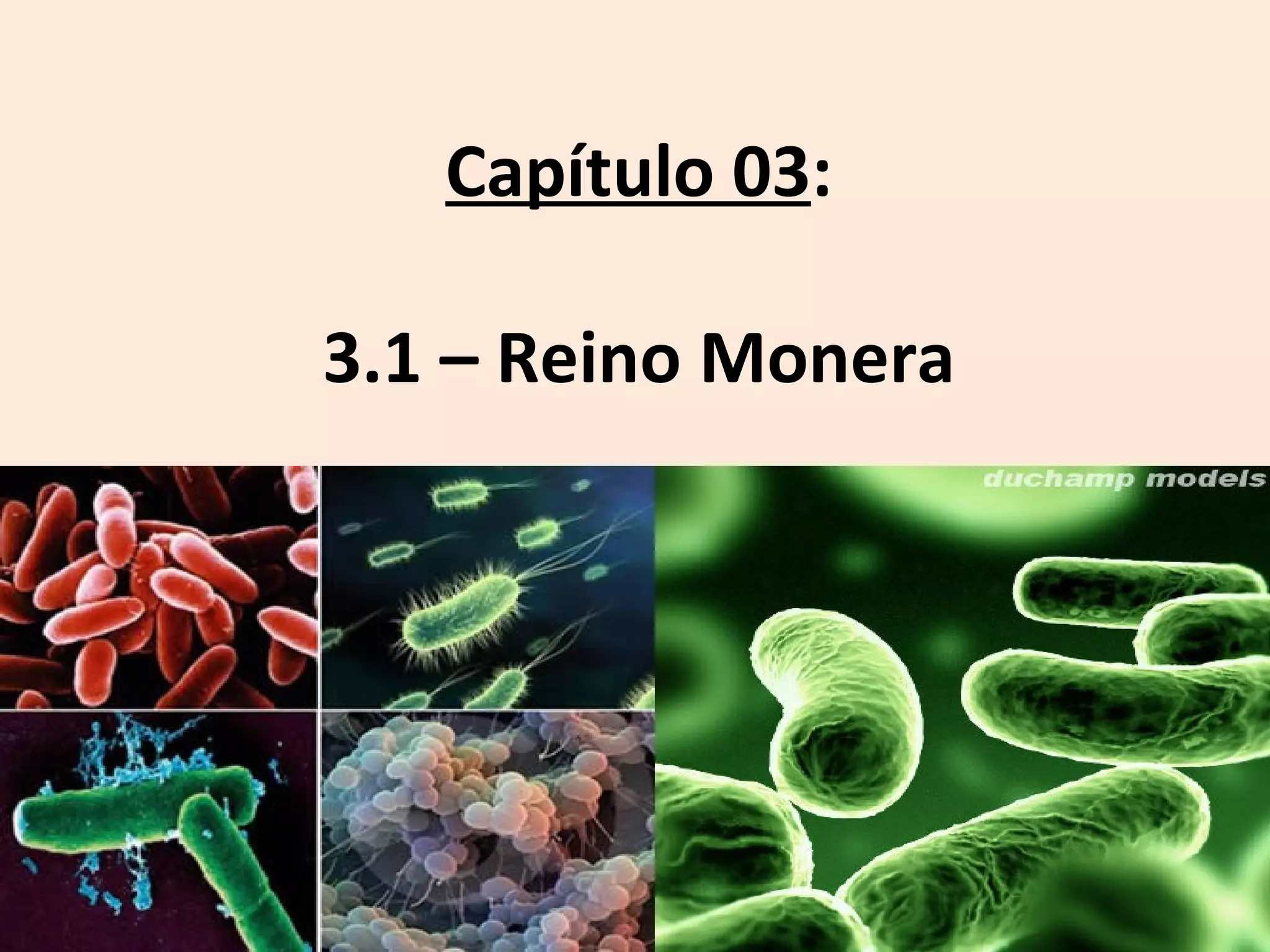 Capítulo 03 reinos monera, fungo e protista | PPT
