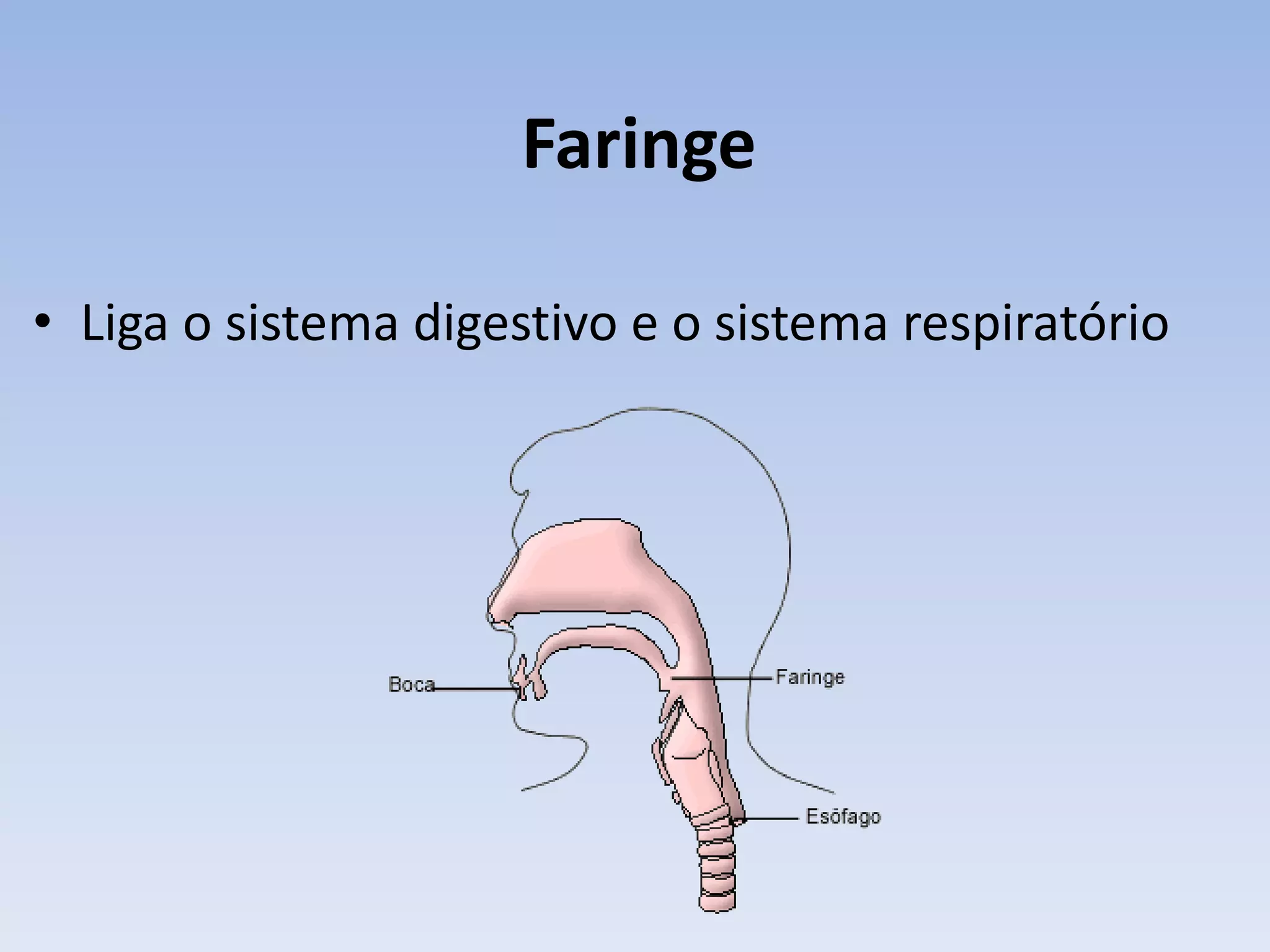 Faringe

• Liga o sistema digestivo e o sistema respiratório
 