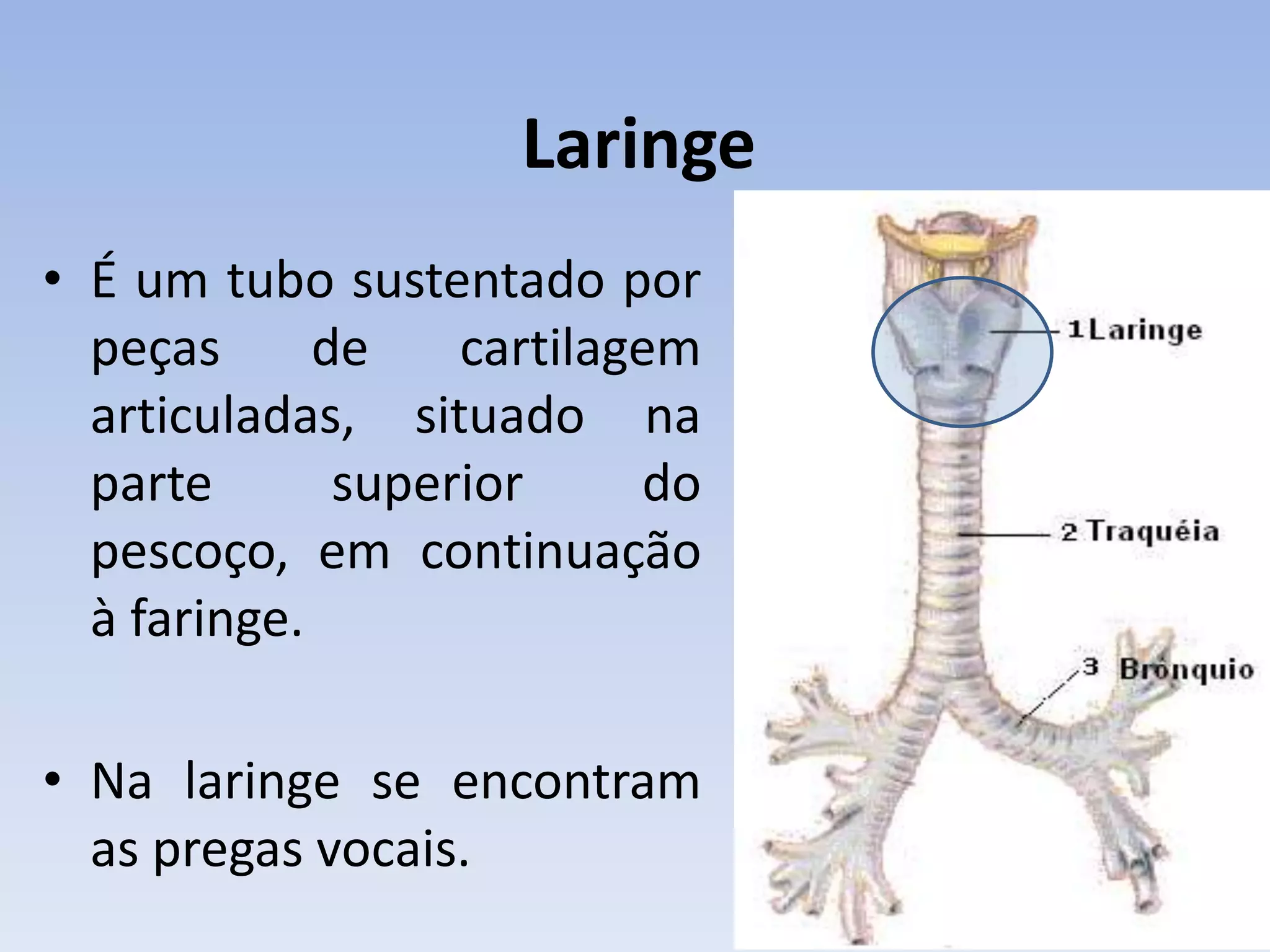 Laringe
• É um tubo sustentado por
  peças      de    cartilagem
  articuladas, situado na
  parte       superior     do
  pescoço, em continuação
  à faringe.

• Na laringe se encontram
  as pregas vocais.
 