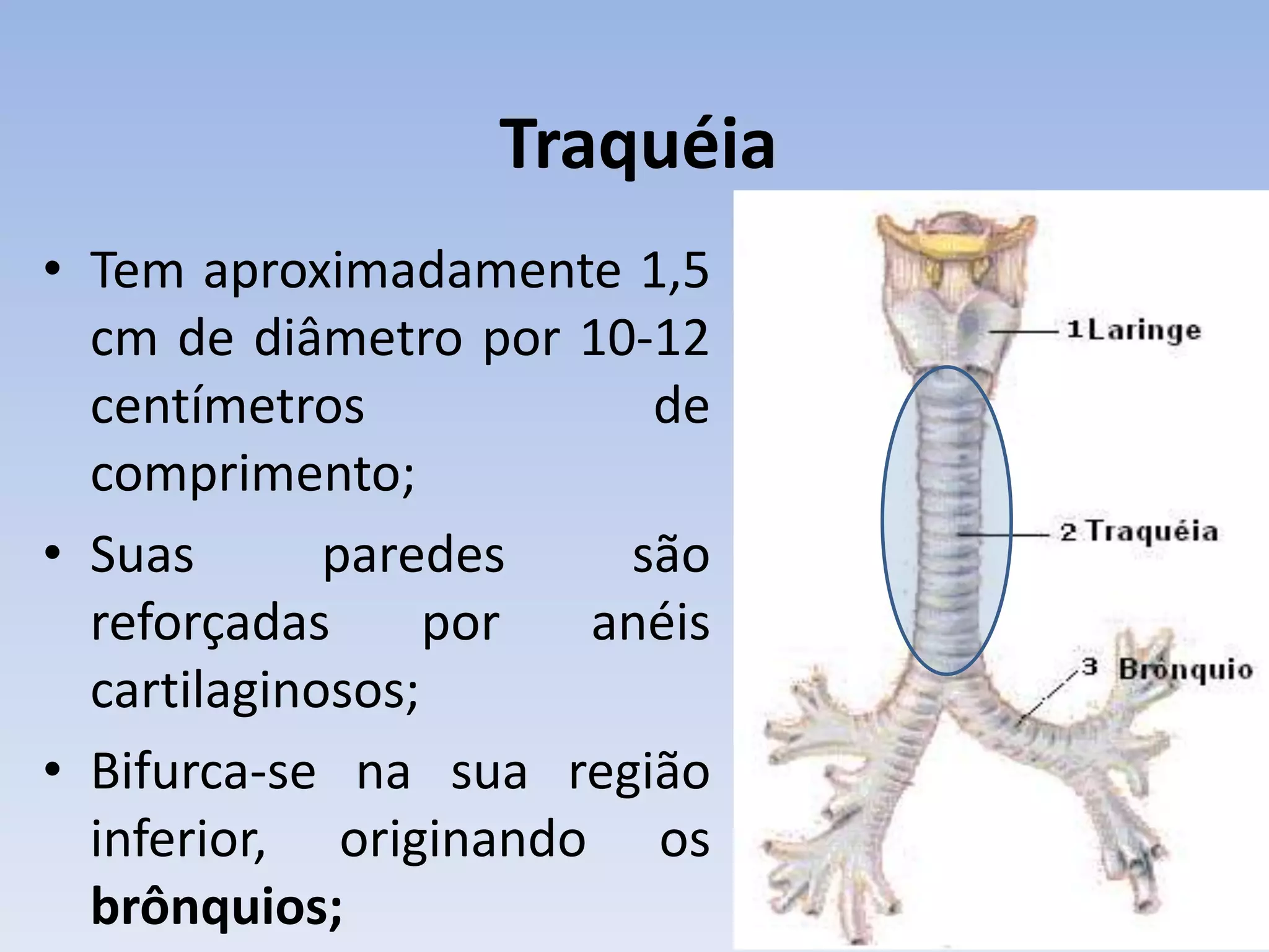 Traquéia
• Tem aproximadamente 1,5
  cm de diâmetro por 10-12
  centímetros           de
  comprimento;
• Suas       paredes   são
  reforçadas      por anéis
  cartilaginosos;
• Bifurca-se na sua região
  inferior, originando os
  brônquios;
 