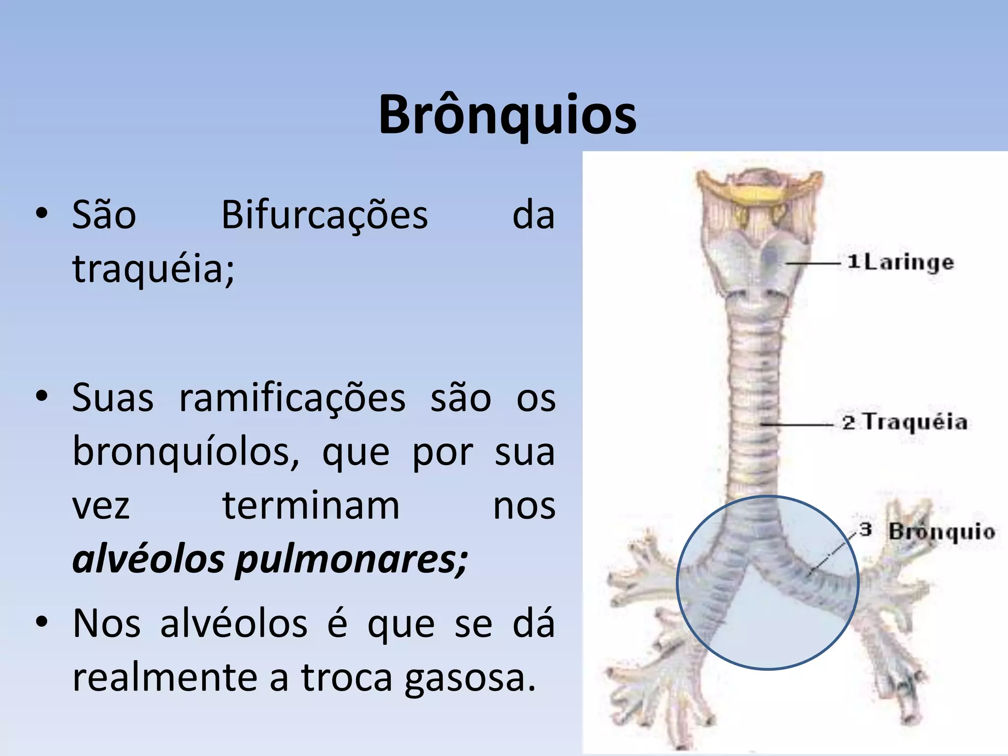 Brônquios
• São     Bifurcações   da
  traquéia;

• Suas ramificações são os
  bronquíolos, que por sua
  vez     terminam      nos
  alvéolos pulmonares;
• Nos alvéolos é que se dá
  realmente a troca gasosa.
 