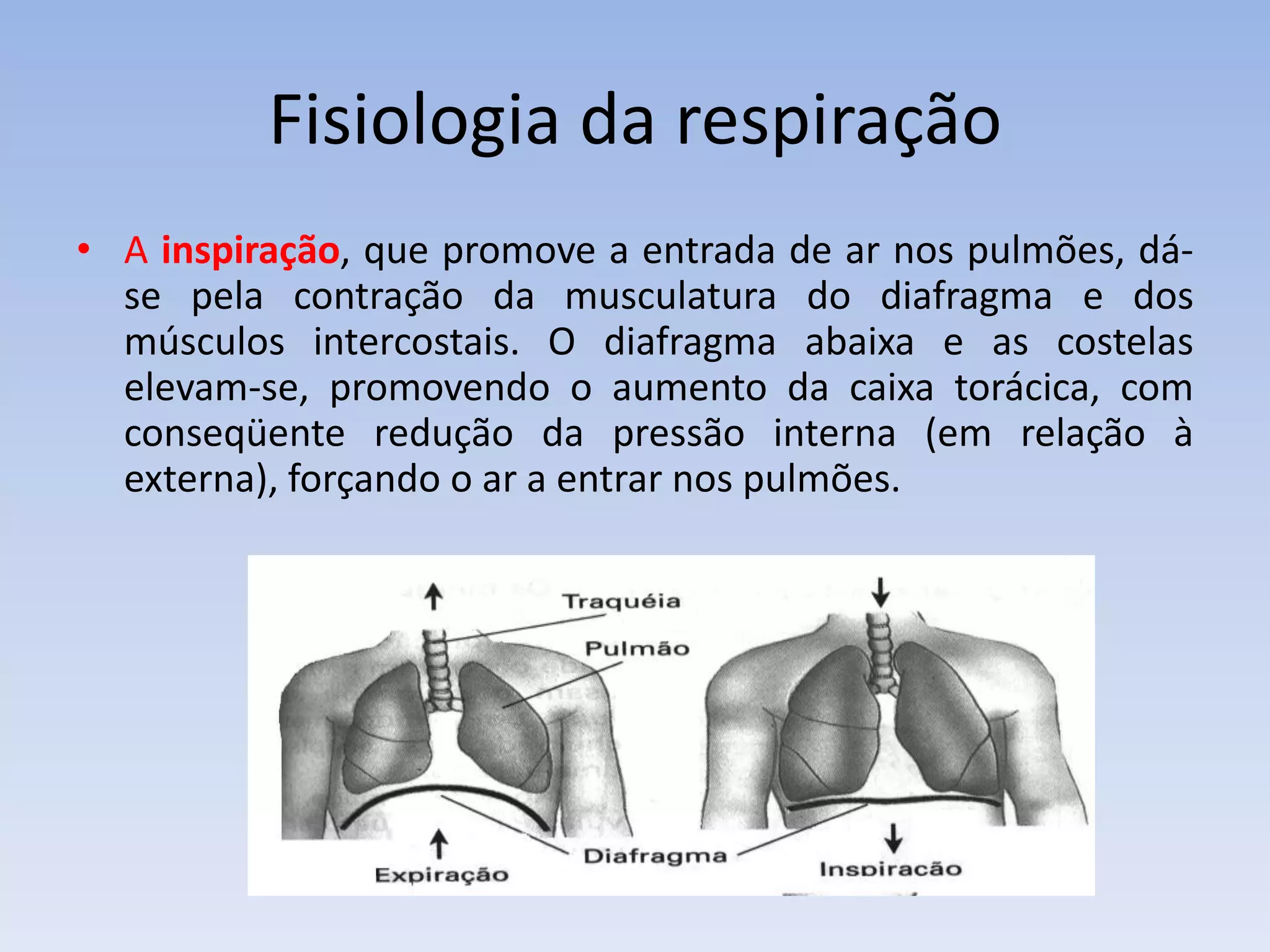 Fisiologia da respiração
• A inspiração, que promove a entrada de ar nos pulmões, dá-
  se pela contração da musculatura do diafragma e dos
  músculos intercostais. O diafragma abaixa e as costelas
  elevam-se, promovendo o aumento da caixa torácica, com
  conseqüente redução da pressão interna (em relação à
  externa), forçando o ar a entrar nos pulmões.
 