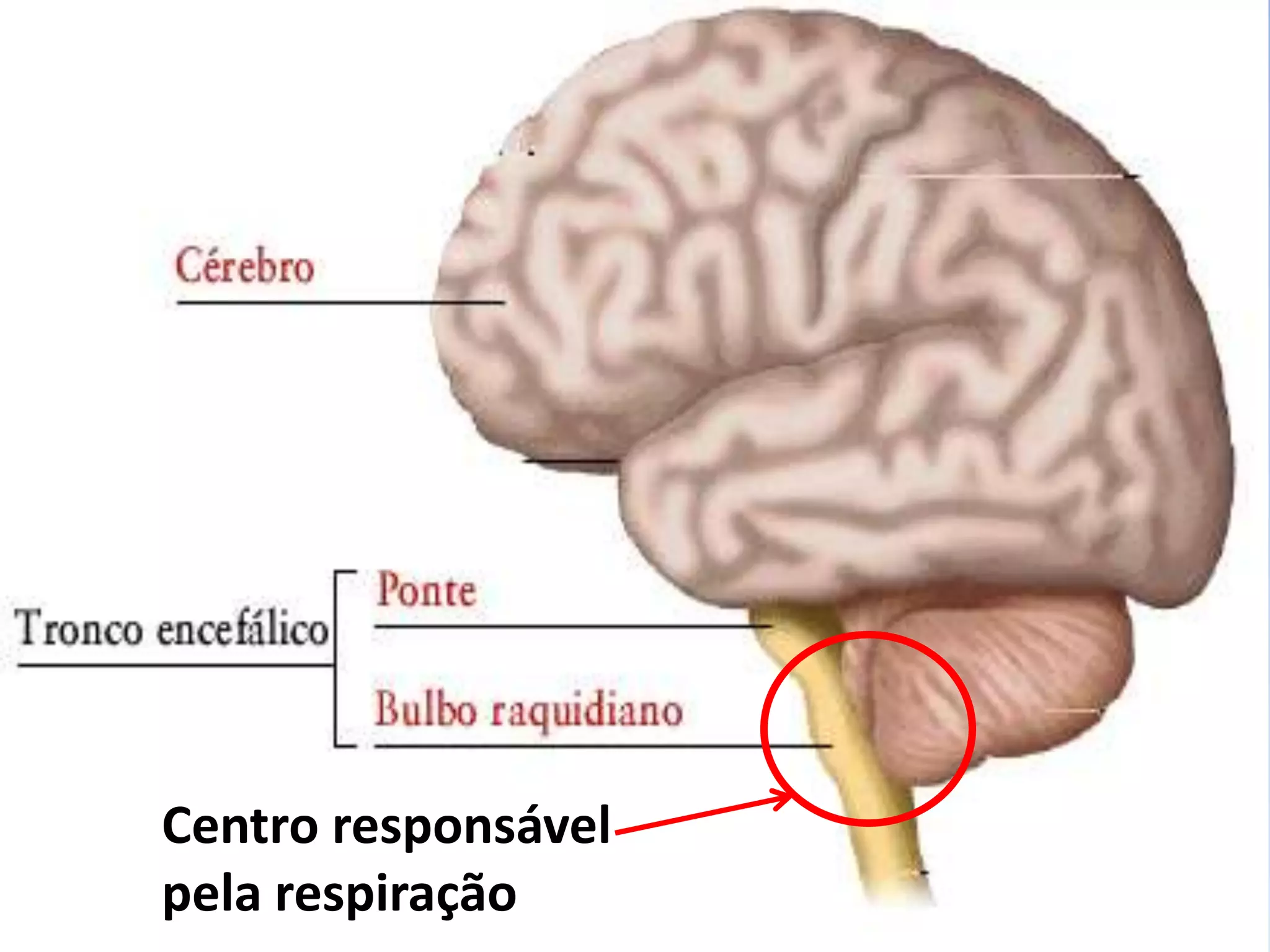 Centro responsável
pela respiração
 