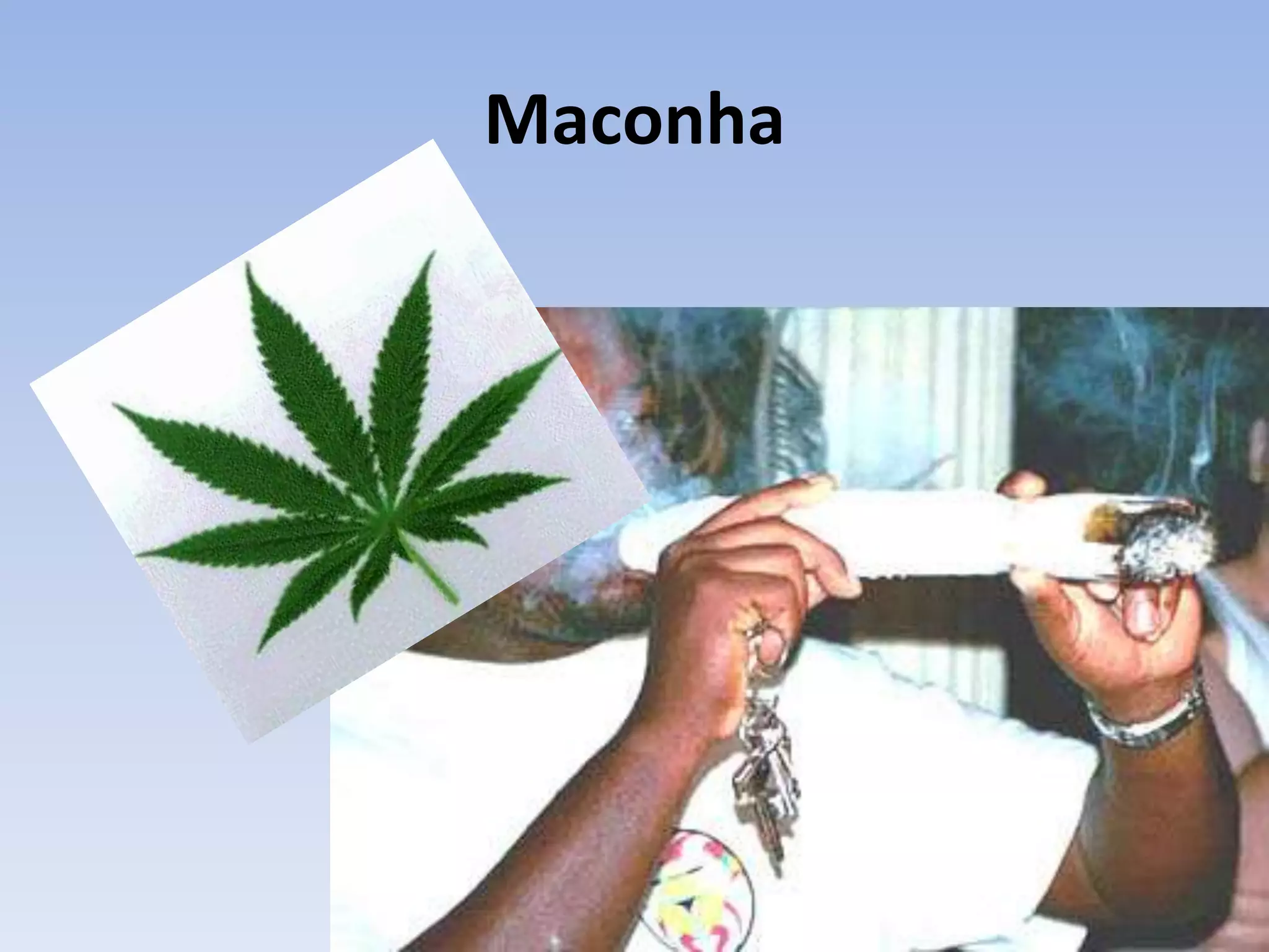 Maconha
 