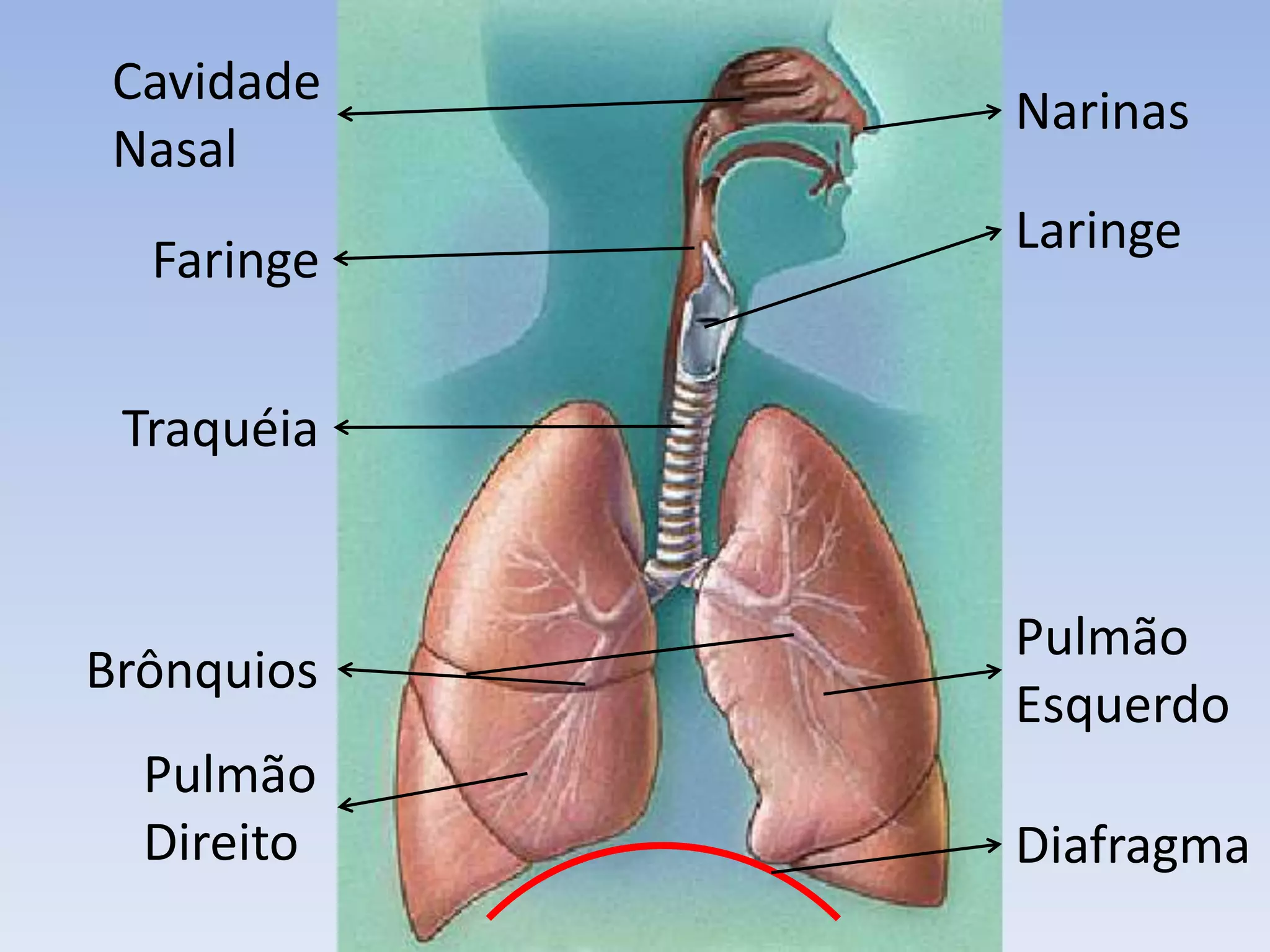 Cavidade
            Narinas
 Nasal
            Laringe
  Faringe

 Traquéia


            Pulmão
Brônquios
            Esquerdo
  Pulmão
  Direito   Diafragma
 