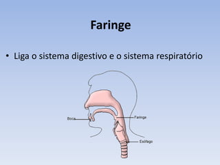 Faringe

• Liga o sistema digestivo e o sistema respiratório
 