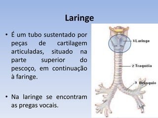 Laringe
• É um tubo sustentado por
  peças      de    cartilagem
  articuladas, situado na
  parte       superior     do
  pescoço, em continuação
  à faringe.

• Na laringe se encontram
  as pregas vocais.
 