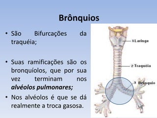 Brônquios
• São     Bifurcações   da
  traquéia;

• Suas ramificações são os
  bronquíolos, que por sua
  vez     terminam      nos
  alvéolos pulmonares;
• Nos alvéolos é que se dá
  realmente a troca gasosa.
 