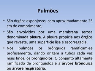 Pulmões
• São órgãos esponjosos, com aproximadamente 25
  cm de comprimento;
• São envolvidos por uma membrana serosa
  denominada pleura. A pleura propicia aos órgãos
  que reveste, uma superfície lisa e escorregadia.
• Nos pulmões os brônquios ramificam-se
  profusamente, dando origem a tubos cada vez
  mais finos, os bronquíolos. O conjunto altamente
  ramificado de bronquíolos é a árvore brônquica
  ou árvore respiratória.
 