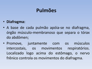 Pulmões
• Diafragma:
• A base de cada pulmão apóia-se no diafragma,
  órgão músculo-membranoso que separa o tórax
  do abdômen;
• Promove, juntamente com os músculos
  intercostais, os movimentos respiratórios.
  Localizado logo acima do estômago, o nervo
  frênico controla os movimentos do diafragma.
 