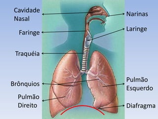 Cavidade
            Narinas
 Nasal
            Laringe
  Faringe

 Traquéia


            Pulmão
Brônquios
            Esquerdo
  Pulmão
  Direito   Diafragma
 