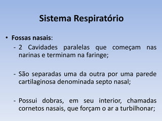 Sistema Respiratório
• Fossas nasais:
   - 2 Cavidades paralelas que começam nas
     narinas e terminam na faringe;

  - São separadas uma da outra por uma parede
    cartilaginosa denominada septo nasal;

  - Possui dobras, em seu interior, chamadas
    cornetos nasais, que forçam o ar a turbilhonar;
 